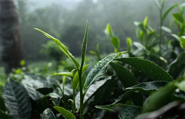 六月にトマトを植えるのはもう遅い？絶対収穫できる5つのコツ