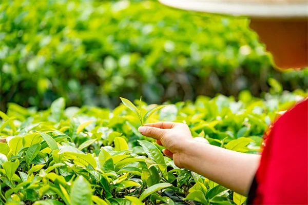 沸石で土壌改良！保水力30%UPと肥料ロス防止の実践法