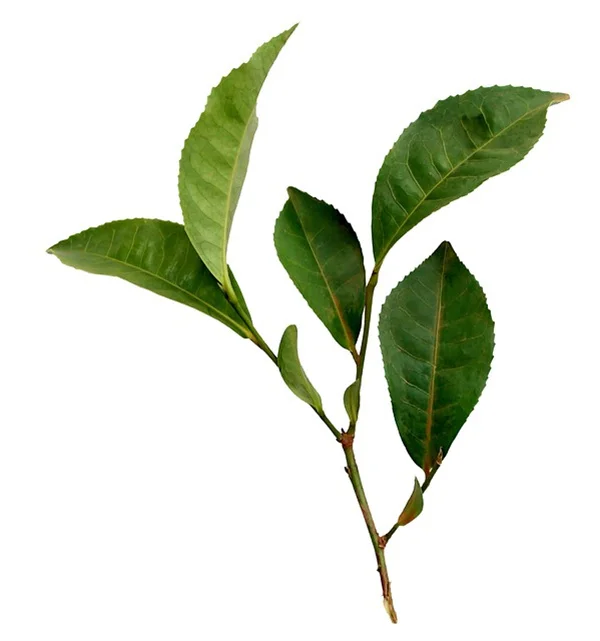 Red Birch Treeの育て方とよくある誤解