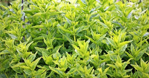 クリスマス植物、もう捨てない！長く楽しめる非伝統的選び方